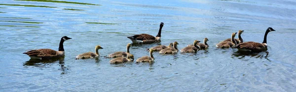 Kanada Libacsalád Család Branta Canadensis Nagy Fekete Fej Nyak Fehér — Stock Fotó