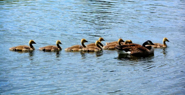 Kanada Gåsfamilj Branta Canadensis Stora Svarta Huvud Och Hals Vita — Stockfoto