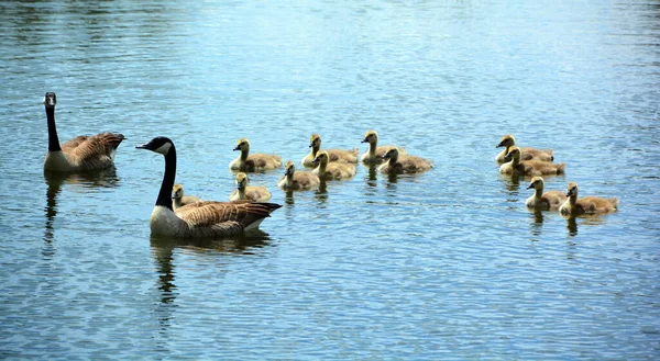 Канадська Родина Гусаків Branta Canadensis Велика Чорна Голова Шия Білі — стокове фото