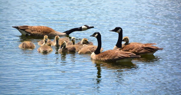 Família Ganso Canadá Branta Canadensis São Grandes Cabeça Pescoço Preto — Fotografia de Stock