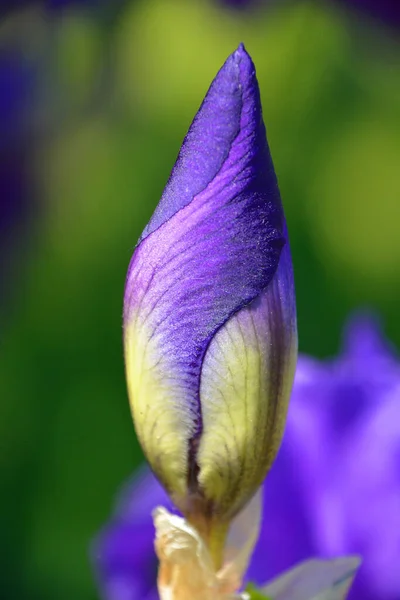 Flower Button Iris Germanica Είναι Αποδεκτή Ονομασία Για Ένα Είδος — Φωτογραφία Αρχείου