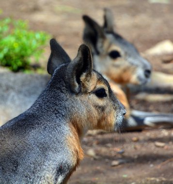 Patagonya marası, mara cinsinde nispeten büyük bir kemirgendir. Aynı zamanda Patagonya mağarası, Patagonya tavşanı veya dillabi olarak da bilinir..