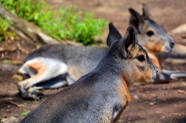 Patagonya marası, mara cinsinde nispeten büyük bir kemirgendir. Aynı zamanda Patagonya mağarası, Patagonya tavşanı veya dillabi olarak da bilinir..