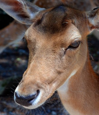 Fallow deer (Dama dama), Cervidae familyasından bir memeli türü. Bu yaygın tür Batı Avrasya 'ya özgüdür.