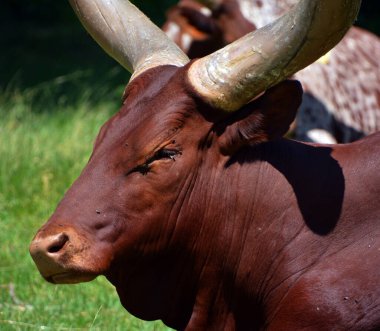Ankole-Watusi, Amerikan sığırlarının modern bir türüdür. Orta Afrika 'daki Sanga sığır türlerinden oluşan Ankole grubundan türemiştir. Büyük boynuzlarla karakterize edilir..
