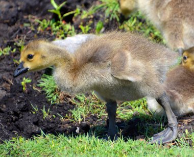 Kanada kaz yavruları (Branta canadensis) familyası, siyah başlı ve boyunlu, yüzünde beyaz lekeler ve kahverengi bir gövdesi olan büyük bir vahşi kaz türüdür..