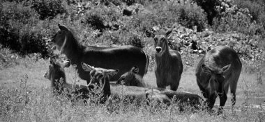 Doğada bir grup vahşi geyik