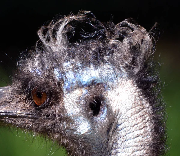 Emu Largest Bird Native Australia Only Extant Member Genus Dromaius — Stock Photo, Image