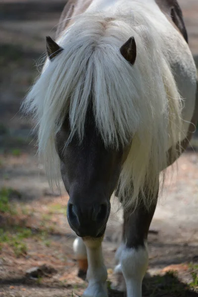 Miniature Horses Size Very Small Pony Many Retain Horse Characteristics — Stock Photo, Image