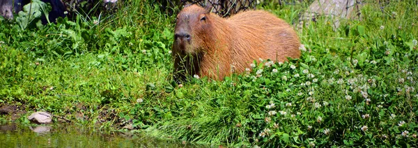 Capybara Jest Największym Gryzoniem Świecie Zwany Również Chiguire Jest Członkiem — Zdjęcie stockowe