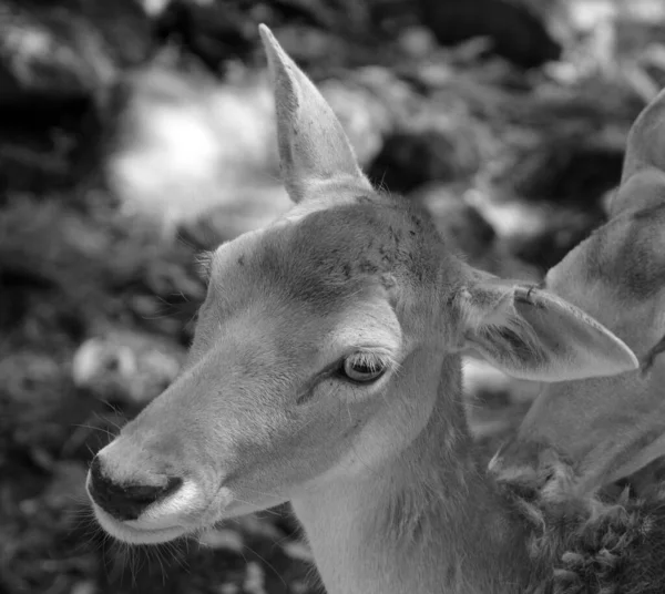 Ciervo Barbecho Dama Dama Mamífero Rumiante Perteneciente Familia Cervidae Esta —  Fotos de Stock