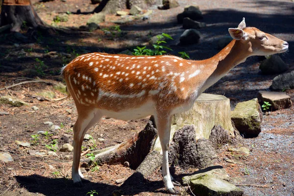 Fallow deer (Dama dama), Cervidae familyasından bir memeli türü. Bu yaygın tür Batı Avrasya 'ya özgüdür. 