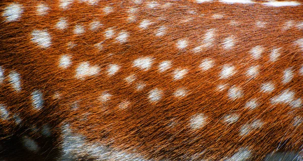 Паровая Кожа Оленя Dama Dama Является Жвачным Млекопитающим Принадлежащим Семейству — стоковое фото