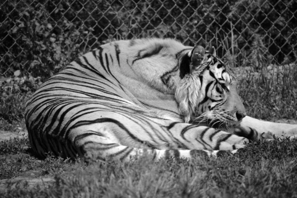 Tigre Sibérien Amour Est Une Population Tigrise Panthera Extrême Orient — Photo