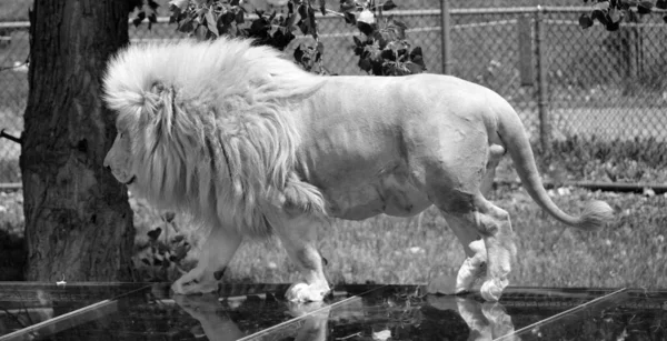 Leão Branco Uma Rara Mutação Cor Leão Quando Primeiro Orgulho — Fotografia de Stock
