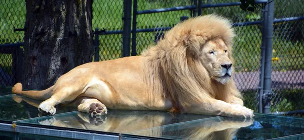 White Lion Rare Color Mutation Lion First Pride White Lions — Stock Photo, Image
