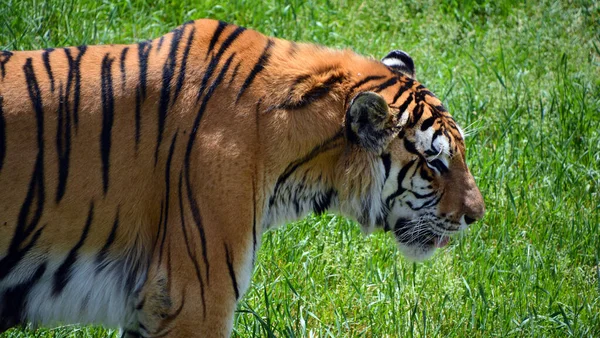 시베리아 호랑이 Amur Siberian Tiger 극동의 판테라 Panthera Tigris 개체이며 — 스톡 사진