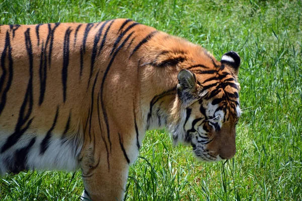 Amur Siberische Tijger Een Panthera Tigris Tigris Populatie Het Verre — Stockfoto