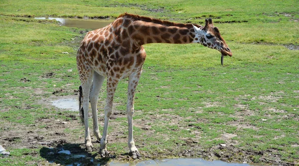 Die Giraffe Giraffa Camelopardalis Ist Ein Afrikanisches Säugetier Mit Geraden — Stockfoto