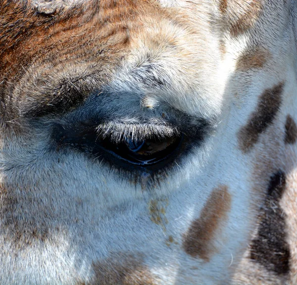 Die Giraffe Giraffa Camelopardalis Ist Ein Afrikanisches Säugetier Mit Geraden — Stockfoto