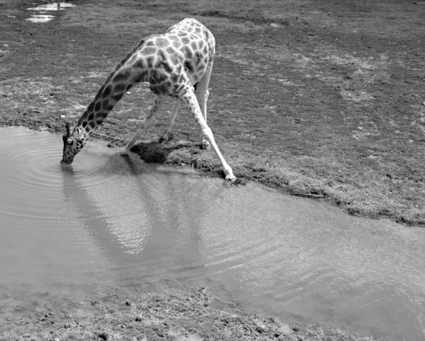 Żyrafa Giraffa Camelopardalis Jest Afrykańskim Ssakiem Kopytnym Równymi Palcami Najwyższym — Zdjęcie stockowe