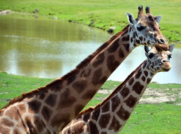 キリン キリン Giraffa Camelopardalis アフリカに生息するアングルの哺乳類で 現存する全ての動物種の中で最も背が高く 最大のラミナントである — ストック写真