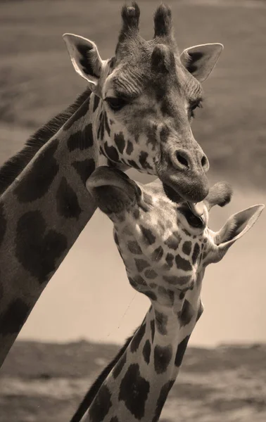 Zsiráf Giraffa Camelopardalis Egy Afrikai Páros Ujjú Patás Emlős Összes — Stock Fotó