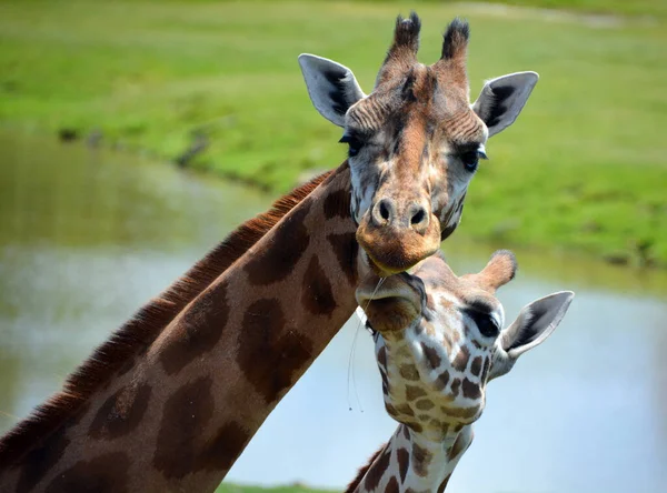 Girafa Giraffa Camelopardalis Mamífero Africano Ungulado Mais Alto Todas Espécies — Fotografia de Stock