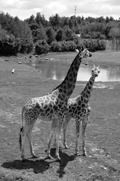 长颈鹿 长颈鹿 Giraffa Camelopardalis 是一种非洲偶蹄的低咽哺乳动物 是现存陆生动物中最高的 也是最大的反刍动物 — 图库照片