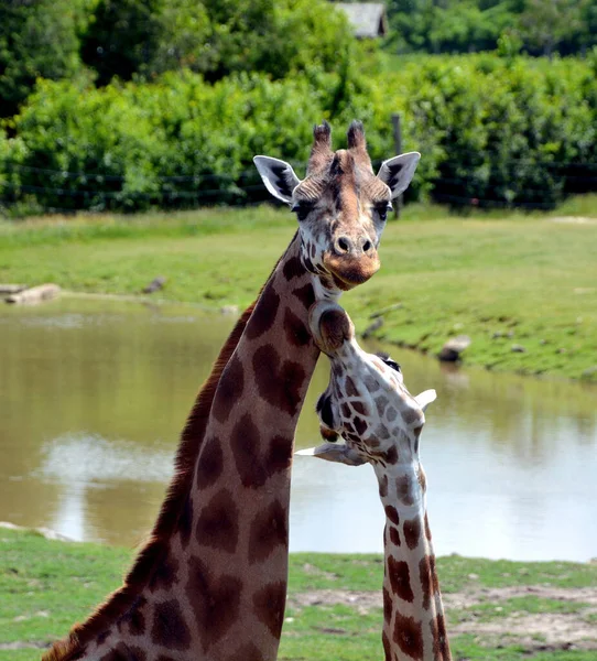 Жираф Giraffa Camelopardalis Африканський Негустий Ссавець Найвищий Усіх Видів Наземних — стокове фото