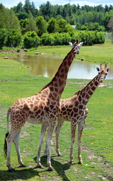 Kirahvi Giraffa Camelopardalis Afrikkalainen Tasakärkinen Sorkka Kavioeläinten Nisäkäs Korkein Kaikista — kuvapankkivalokuva