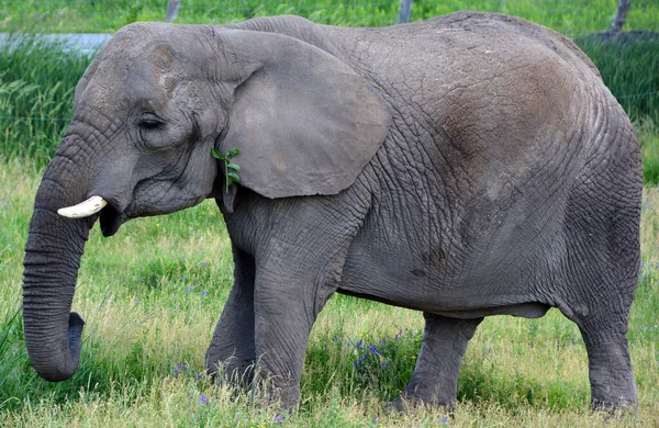 Los Elefantes Africanos Son Elefantes Del Género Loxodonta Género Compone — Foto de Stock