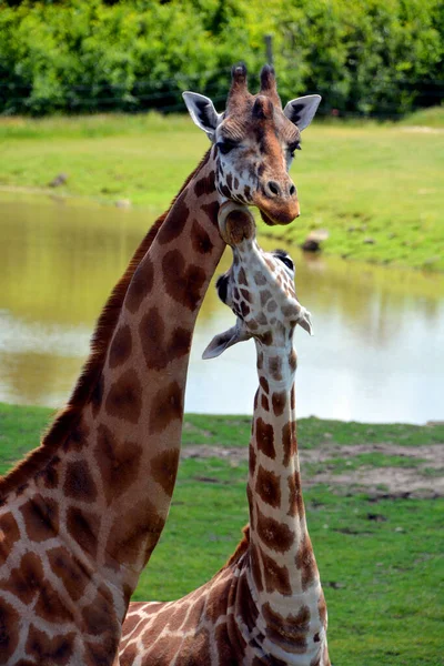 Jirafa Giraffa Camelopardalis Mamífero Ungulado Dedos Uniformes Africano Más Alta —  Fotos de Stock