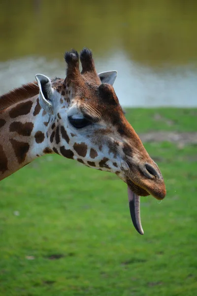 Жираф Giraffa Camelopardalis Африканское Копытное Копытное Млекопитающее Самое Высокое Ныне — стоковое фото