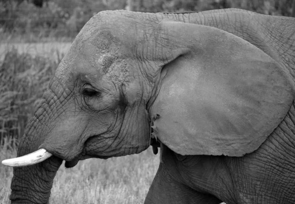 Los Elefantes Africanos Son Elefantes Del Género Loxodonta Género Compone —  Fotos de Stock