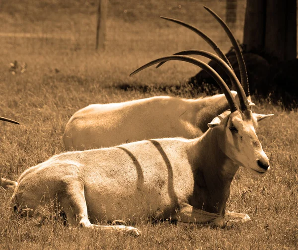 Addax Addax Nasomaculatus Também Conhecido Como Antílope Branco Antílope Screwhorn — Fotografia de Stock