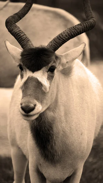 Oryx Beisa También Conocida Como Beisa Una Especie Antílope África —  Fotos de Stock