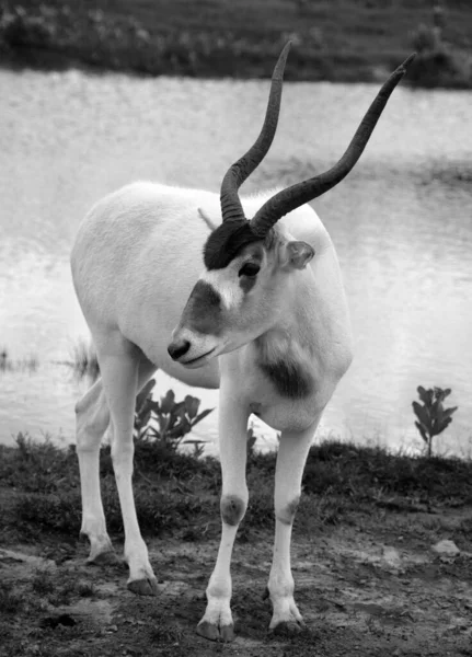 Oryx Beisa También Conocida Como Beisa Una Especie Antílope África —  Fotos de Stock