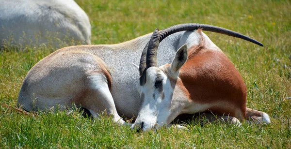 แอนต โลป Addax Nasomaculatus นในช อแอนต โลปส ขาวและแอนต โลปหน ากาก — ภาพถ่ายสต็อก