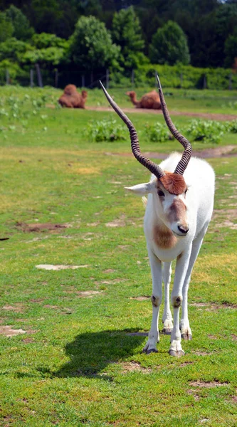 ออร แอฟร กาตะว นออก Oryx Beisa นในช าเป นสายพ ของแอนต — ภาพถ่ายสต็อก