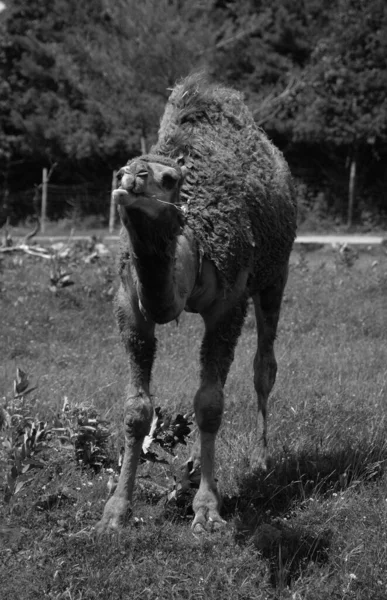 Velbloud Kopytníkem Rodu Camelus Výraznými Tukovými Ložisky Známými Jako Hrboly — Stock fotografie