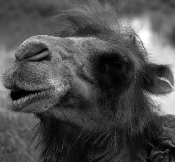 Cammello Ungulato Appartenente Genere Camelus Che Porta Sulla Schiena Depositi — Foto Stock