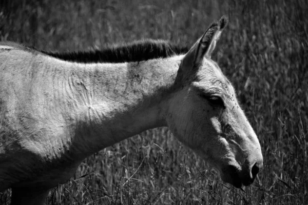 Mały Dziki Koń Przyrodzie — Zdjęcie stockowe