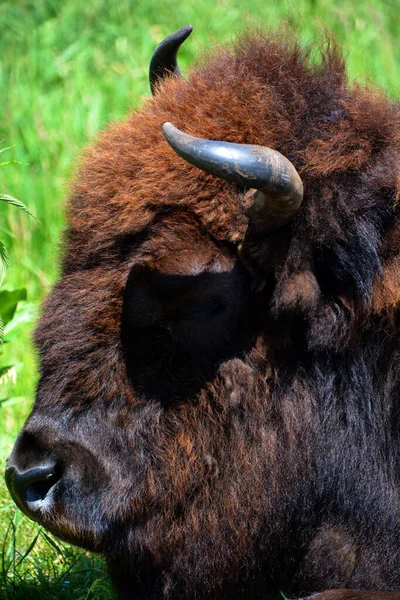 Bizonlar Bovinae Alt Familyasındaki Bison Cinsinde Büyük Tek Parmaklı Tek — Stok fotoğraf