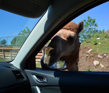 Deve, sırtında kambur olarak bilinen belirgin yağ birikintileri taşıyan, Camelus cinsi içinde düzensiz bir türüdür. Devenin iki türü vardır: Dromedary 'nin bir hörgücü vardır, ve Bactrian' ın iki hörgücü vardır.