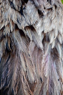 Rhea (Rhea americana) Güney Amerika 'nın doğusunda bulunan uçamayan bir kuş türüdür. Daha büyük rhea için diğer isimler gri, yaygın, veya Amerikan rhea, nandu Guarani veya ema