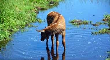 Geyik yavrusu, geyik familyasının Cervidae familyasındaki en büyük ve Kuzey Amerika ve Doğu Asya 'daki en büyük kara memelilerinden biridir..