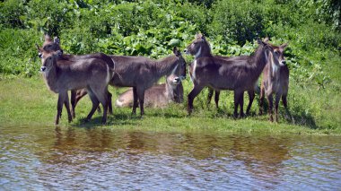Su geyiği, Sahra altı Afrika 'da yaygın olarak bulunan büyük bir antiloptur. Bovidae familyasının Kobus cinsinde yer almaktadır..