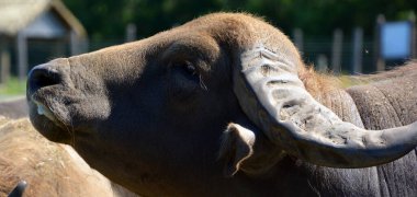 Su bufalosu (İngilizce: 