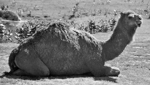 Camello Ungulado Del Género Camelus Con Depósitos Grasos Distintivos Conocidos — Foto de Stock